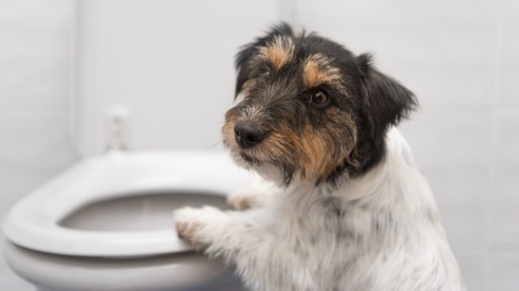 病気の可能性がある犬の『ウンチの状態』4選　危険な見た目や病院へ行くべきタイミングまで(ブログ)
