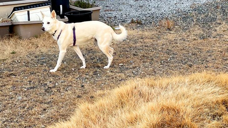 犬が『庭の同じ場所でトイレをし続けた』結果…まさかの『衝撃的な変化』が6万いいね「豊穣の女神だったか」「枯れないのすごすぎ」と驚きの声(ブログ)