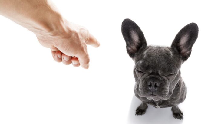 犬にしてはいけない絶対NGな『叱り方』5選　逆効果となるしつけ方法に要注意(ブログ)
