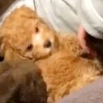 子犬がどんな子になるか楽しみにしていたら…想像と違いすぎる『5年後の姿』に笑いが止まらないと6万再生「貫禄あって草」「可愛さに変化なし」(ブログ)