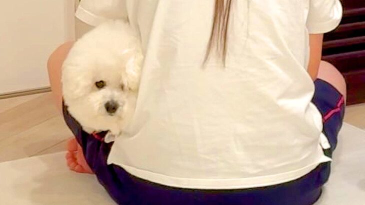 『たすけて…』犬がイタズラしまくった結果…飼い主による『まさかの対処法』が24万再生「ヘッドロックで草」「演技してるのジワるｗ」と爆笑(ブログ)