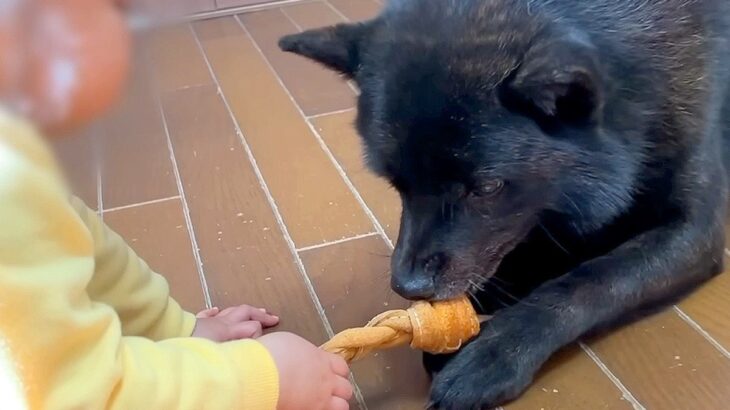 犬が『赤ちゃんにおもちゃを取られそうになった』結果…予想外の『意外な反応』が57万4000再生「優しい光景」「情が厚くて可愛い」(ブログ)