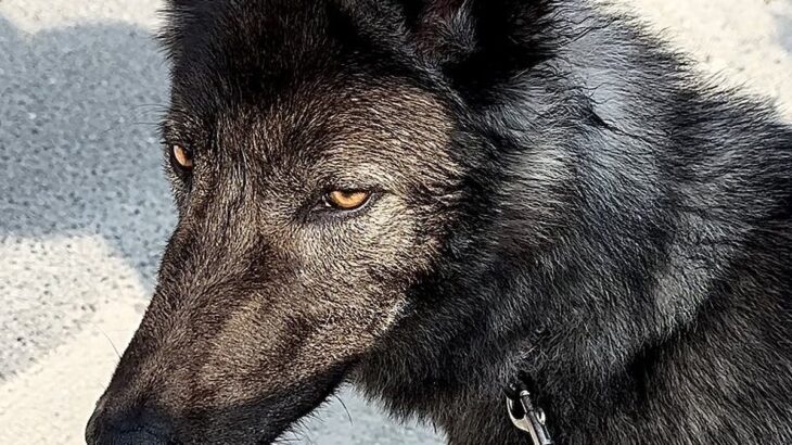 狼犬の目線に『脚立を持った男性2人』が入ったら…緊張感漂う表情がカッコ良すぎると2万4000いいね「イケメン過ぎ」「ゴルゴ31のよう」(ブログ)