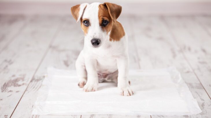 犬の『おしっこ』一日の適切な回数とは？注意すべき排泄量や病気のサインまで(ブログ)