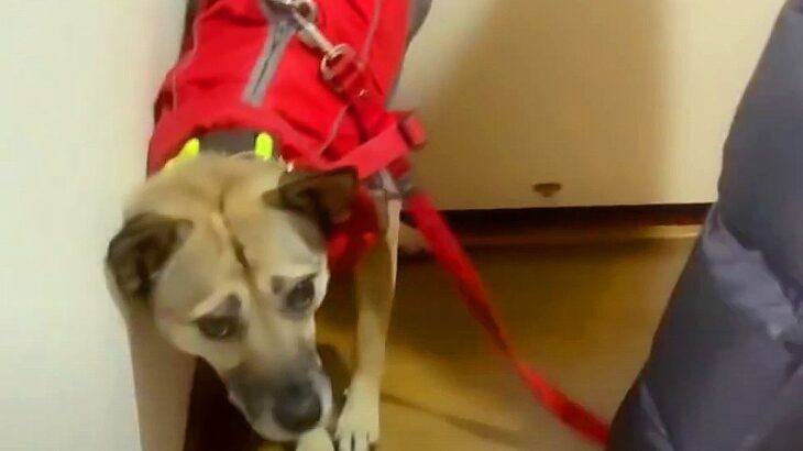 『ごめんなさい』殺処分2日前に救われた犬…トラウマが蘇ってしまう瞬間に涙が止まらないと30万再生「心の闇が…」「辛すぎる」「優しい家族」(ブログ)