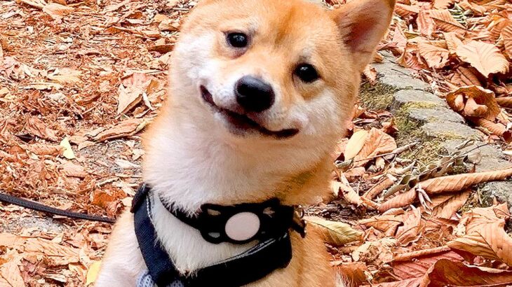 散歩中に『柴犬だー可愛いー』という声が聞こえた結果、犬が…まさかの『完璧すぎる顔』が7万いいね「キメすぎｗｗ」「可愛いのわかってる」(ブログ)