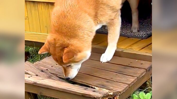 犬がいる庭から『ズボッ』という音が聞こえたので見に行ったら…衝撃的な光景とまさかの反応が134万回表示「オロオロしてるｗ」「可愛すぎ」(ブログ)