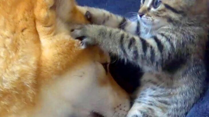『家にきたばかりの子猫と犬』がなかなか仲良くできない…まさかの『2ヶ月後の姿』が94万再生「不器用さがまた可愛い」「優しい世界」(ブログ)