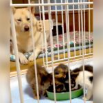『捨てられた4匹の赤ちゃん猫』を見つけたので家に連れて帰ったら、犬が…まさかの『母親のような光景』が122万再生「優しい目」「尊すぎ」(ブログ)