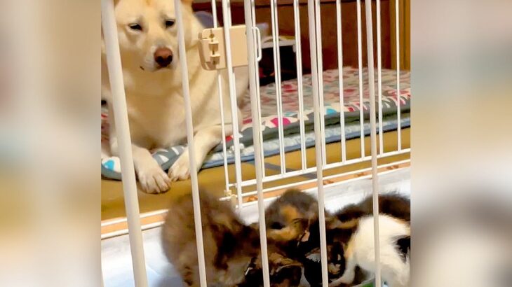 『捨てられた4匹の赤ちゃん猫』を見つけたので家に連れて帰ったら、犬が…まさかの『母親のような光景』が122万再生「優しい目」「尊すぎ」(ブログ)