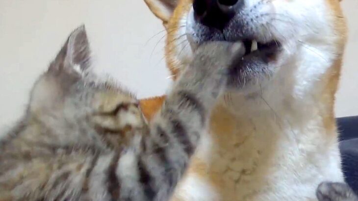 寝ようとしていた犬と子猫が…とんでもなく尊い『おやすみなさいの合図』が51万再生「まるで本当の親子のよう」「なんて可愛いの」と悶絶の声(ブログ)