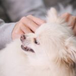 犬が唸っているときにしてはいけない飼い主のNG行為4つ　怒る理由や止めさせるためにできることまで(ブログ)