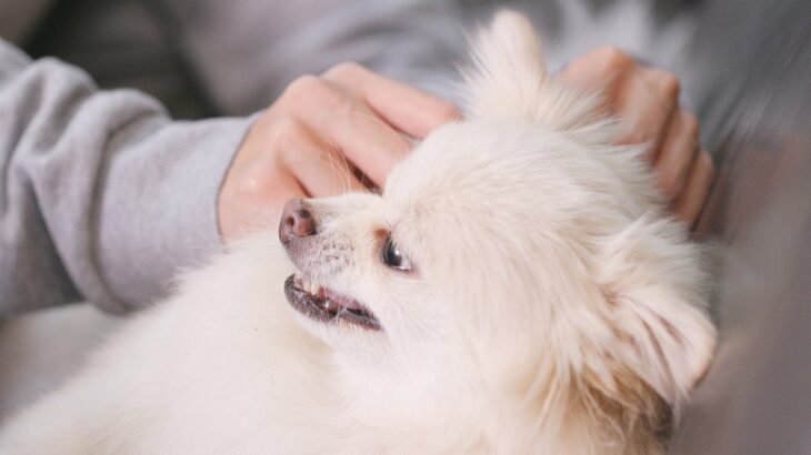 犬が唸っているときにしてはいけない飼い主のNG行為4つ　怒る理由や止めさせるためにできることまで(ブログ)