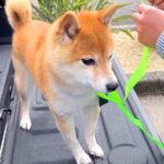 車で峠に行ったら、一緒にいた犬が…想像の上をいく『震えまくる姿』が切ないと150万再生「可哀想だけどかわいい」「抱きしめたくなる」(ブログ)