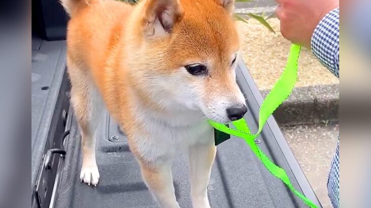 車で峠に行ったら、一緒にいた犬が…想像の上をいく『震えまくる姿』が切ないと150万再生「可哀想だけどかわいい」「抱きしめたくなる」(ブログ)