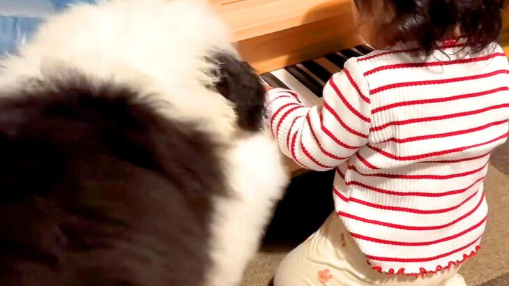 赤ちゃんがピアノを弾いていたら、超大型犬の子犬が…想定外な『まさかの光景』が30万再生「激しすぎて草」「天才ジャズピアノ犬爆誕ｗ」(ブログ)