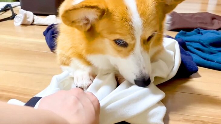 犬が『大好きなお兄ちゃんの服の上』に乗った結果…まさかの行動が健気過ぎると29万再生「もはやストーカーでは？ｗ」「目力ヤバくて草」(ブログ)