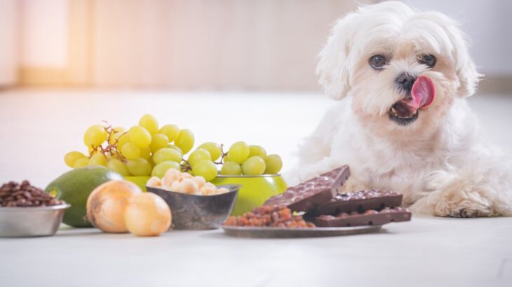 犬が死ぬかもしれない『食品』４選　絶対に食べさせてはいけない理由や誤食を防ぐための対策まで(ブログ)