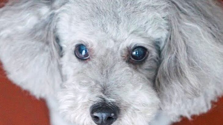 出張で5日ぶりに犬と会ったら、何か様子がおかしい…『まさかの行動』がいじらしいと6万再生「相思相愛」「寂しかったんだね」と大絶賛(ブログ)
