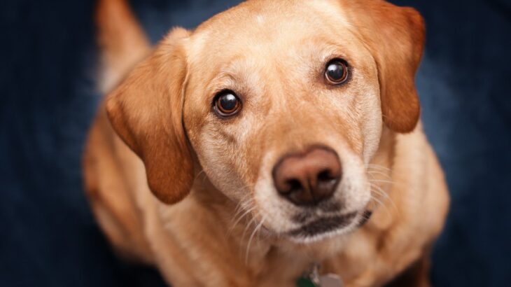 犬が飼い主をずっと見つめる心理３つ　アイコンタクトをとるべき？目を離さない理由まで(ブログ)