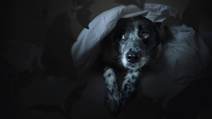 犬が怖がってしまう５つのものとは？　克服するためのコツや飼い主ができる対処法までご紹介(ブログ)