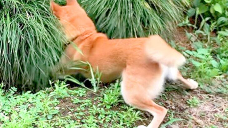 犬がお庭を探索中、草むらの中がどうしても気になってしまった結果…想像以上の謎行動が36万再生「たまらん」「ためて動くの好きｗ」と爆笑(ブログ)