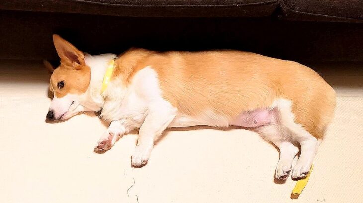 ご飯を全く食べない犬に、飼い主がとった行動…まさかの『衝撃的な方法』が128万表示「気持ちわかるｗ」「本気で悩むよね」共感の声も(ブログ)