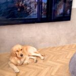 2匹の大型犬がテレビの前で遊んだ結果…夢であってほしい『まさかの悲劇』が4万再生「窓枠かと思った」「私だったら膝から崩れてる…ｗ」(ブログ)