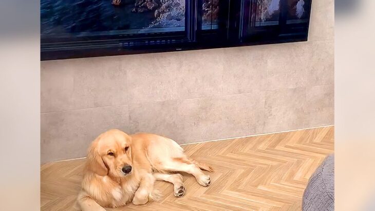 2匹の大型犬がテレビの前で遊んだ結果…夢であってほしい『まさかの悲劇』が4万再生「窓枠かと思った」「私だったら膝から崩れてる…ｗ」(ブログ)