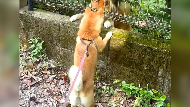 お散歩中、犬が『柵越しに仲良くなったワンコ』と会った結果…相思相愛すぎるやり取りが16再生「ロミジュリみたい」「顔出し可愛すぎるｗ」(ブログ)