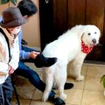 『お出かけに行ける』と勘違いした超大型犬を置いて行ったら…『まさかの反応』が必死過ぎると56万再生「分かりやすいｗ」「可愛すぎる」(ブログ)