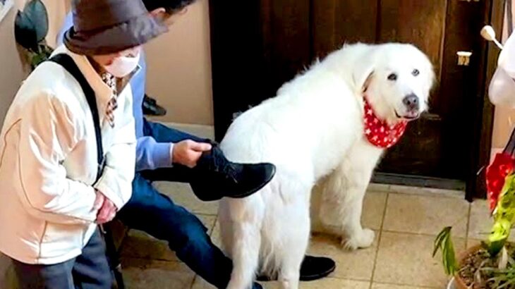 『お出かけに行ける』と勘違いした超大型犬を置いて行ったら…『まさかの反応』が必死過ぎると56万再生「分かりやすいｗ」「可愛すぎる」(ブログ)
