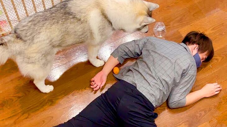 目の前で突然倒れたら、大型犬はどうする？検証したら…『まさかの結末』が11万再生「めっちゃ荒い安否確認で草」「雑過ぎるｗｗ」と爆笑(ブログ)