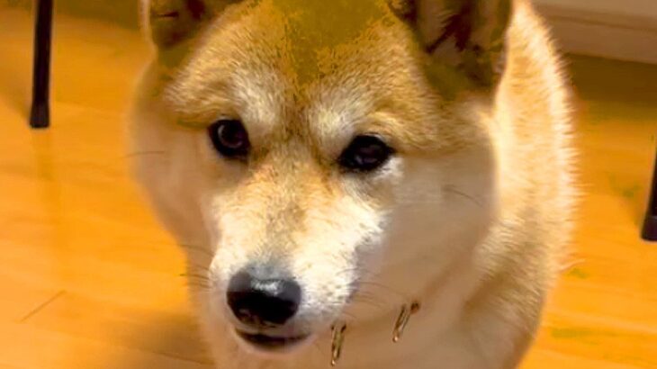 『ママどこ…？』いつもいるお母さんがいない時、犬が見せた行動…『心配する姿』が切なすぎると23万1000再生「可愛い」「愛されてる」(ブログ)