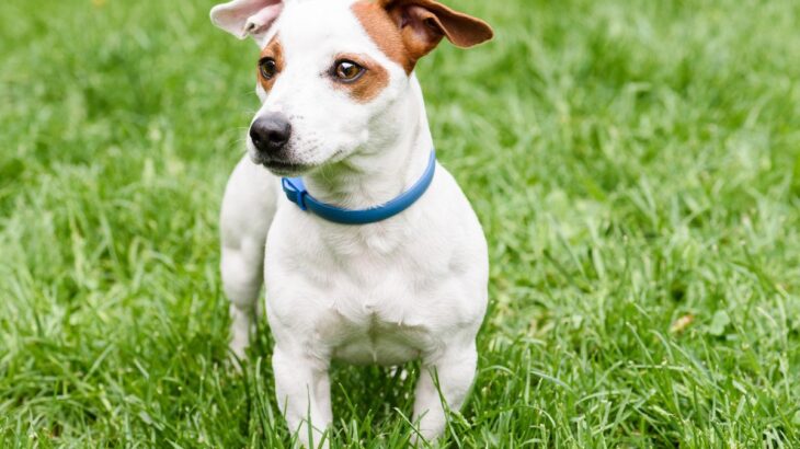 犬にとって『マダニ』の危険性はどのくらい？命を脅かす病気や感染症、適切な予防方法まで解説(ブログ)