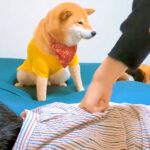『父が攻撃されていたら犬は助けてくれるのか？』を検証したら…予想外だった『まさかの結末』が17万再生「冷ややかな視線で草」「笑ったｗ」(ブログ)