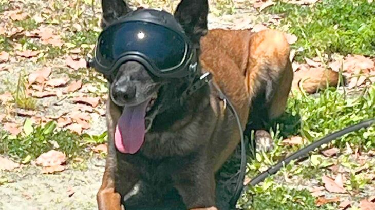 捜索救助犬がヘルメットを装着したら…かっこ良すぎる『ヒーローのような凛々しい姿』が197万回表示「初めて見た」「ロボコップ感すごい」(ブログ)