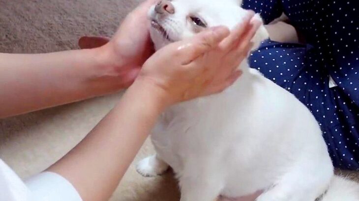 犬が『ママと1日ぶり再会を果たした』結果…予想外のリアクションが『残念過ぎる』と22万再生「思った以上に塩対応で草」「冷静ｗｗ」と爆笑(ブログ)