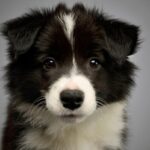 『飼育が難しすぎる犬種』３選　主な特徴や初心者には向かない理由まで解説(ブログ)