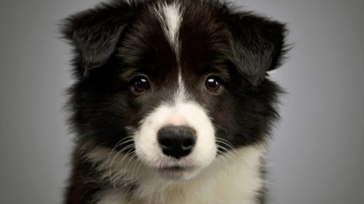 『飼育が難しすぎる犬種』３選　主な特徴や初心者には向かない理由まで解説(ブログ)