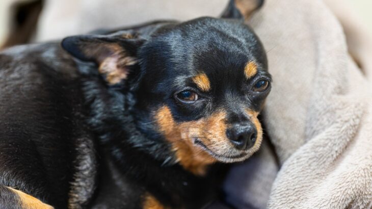 犬が『悲しい顔』で見つめてくる理由4つ　どんな意味があるの？愛犬が思う本音とは(ブログ)