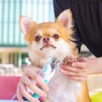 自宅で犬の爪切りを行う際の7つのコツとは　注意点から配慮するべきポイントまで徹底解説(ブログ)