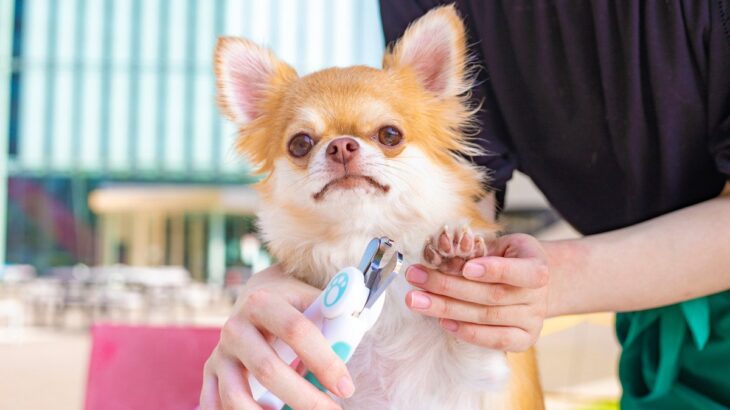 自宅で犬の爪切りを行う際の7つのコツとは　注意点から配慮するべきポイントまで徹底解説(ブログ)