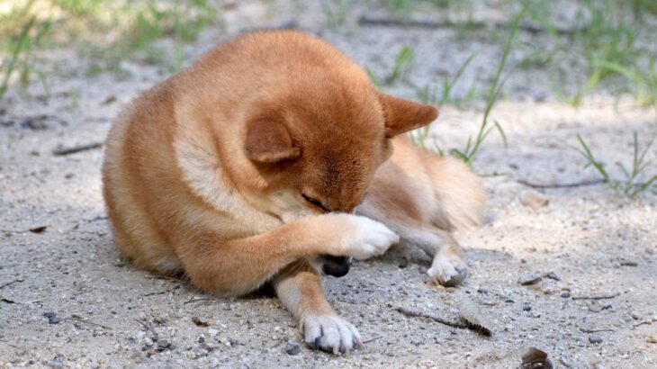 犬が『顔を前足で隠す』5つの理由　可愛いけれど放っておいても大丈夫？(ブログ)