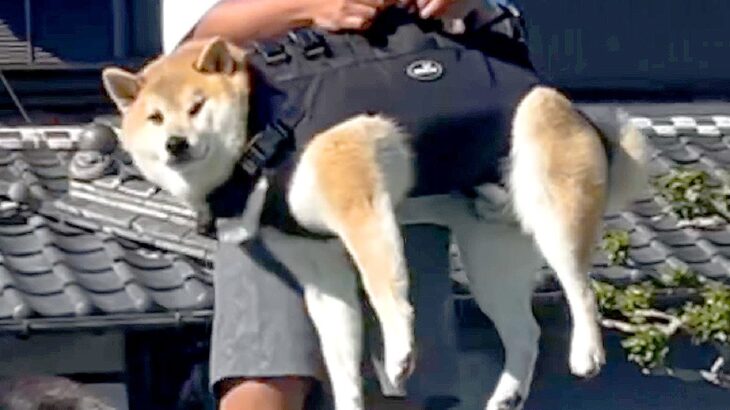 『思ってたのと違う…』犬の抱っこ紐をカッコよく着こなす予定が…完全に想定外な『まさかの姿』が面白過ぎると596万再生「狩りの後かな？」(ブログ)