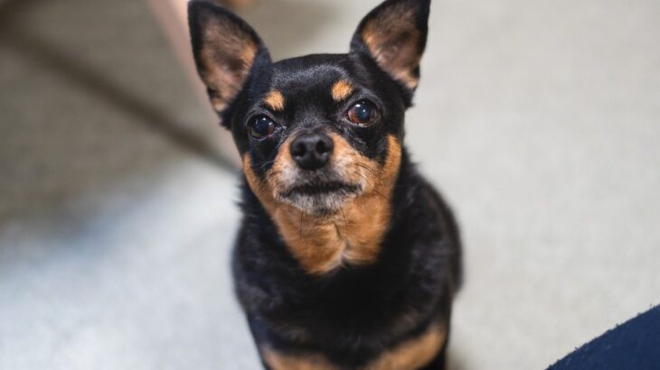 犬への『いってきます』の挨拶が不要と言われる3つの理由　愛犬の心理を知って配慮することを心掛けよう(ブログ)