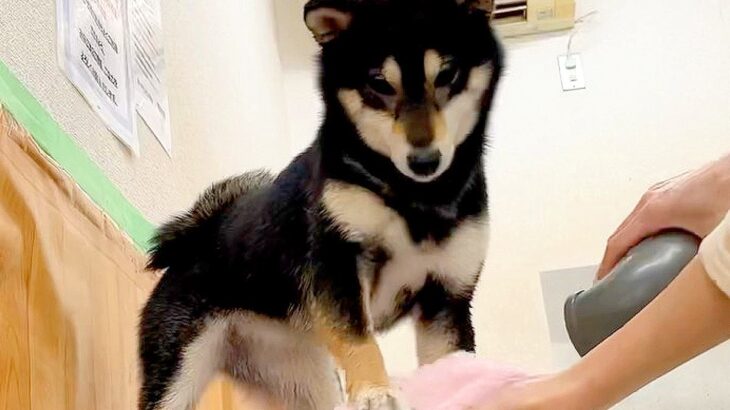 犬にドライヤーを使ったら…衝撃的な『日本語でハッキリ文句を言う姿』が146万再生「すごすぎて草」「本当に追い込まれたらしゃべれるのかｗ」(ブログ)