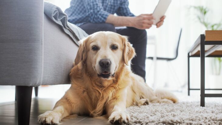 愛犬が飼い主に興味がない時に見せる5つの仕草　その心理から飼い主が意識するべき距離感まで(ブログ)