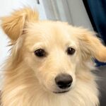 『ごめんて…』寝ている犬の横でくしゃみをしてしまったら…謝罪するしかない光景に6万5000いいね「耳が可愛すぎるｗ」「悲しそうで草」(ブログ)