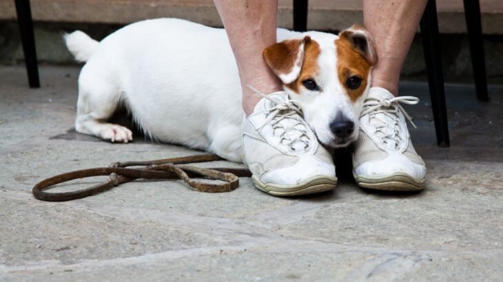 人見知りな犬にみられる特徴5つ　そのサインから読み取れる心理や飼い主ができることをご紹介(ブログ)